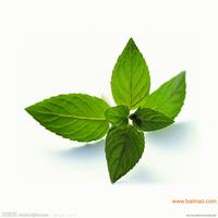 Mint essential oil