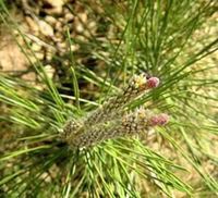 Pine essential oil