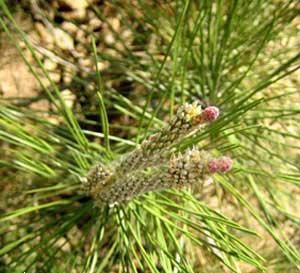 Pine essential oil