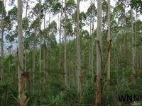 Eucalyptus essential oil