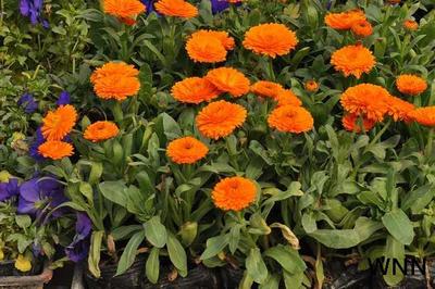 Calendula officinalis extract